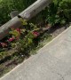 Pilot Makes Tricky Landing on Short Runway at St. Barts Airport