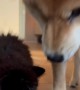 Shiba Inu Puppy Pushes Kitten Into Water Bowl