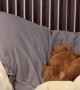 Husband and Pups Caught Taking a Nap