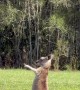 Baby Wallaby's New Friend