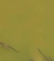 Newly Hatched Gharials