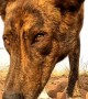Thirsty Desert Dog Gets a Helping Hand
