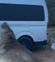 Neil The Seal Vs. Parked Car