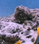 Following a Beautiful Blue and Yellow Ribbon Eel