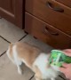 Puppy in a Takeout Box