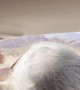 Enthusiastic Llama Dashes Towards Family