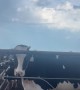 Why Are All These Cows Licking the Fence?