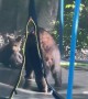 Mama Bear and Cubs Play on Trampoline