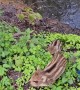 Wild Boar Family River Crossing