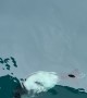 An Adorable Baby Seal Swam Up to My Boat