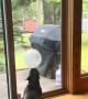 Frenchie Never Lets the Balloon Touch the Floor