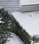 Cat Struggles Through Snow