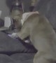 Doggo caught Doom Scrolling