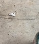 There's a Snake in My Beer!