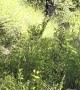 Hiker Has a Tense Encounter With Mountain Lions