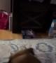 Tucker Has a Unique Way of Playing With His Balloon
