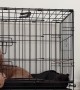 Goldendoodle Breaks Out of Cage