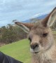 Scratching Kangaroo's Belly