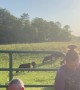 Bottle Feeding Calves Gone Wrong