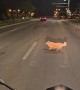 Stopping to Let a Dog Cross the Road