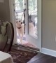 Gentleman Dog Opens the Door for His Friend