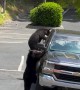 Bears Find Food in Unattended Pick-Up Truck