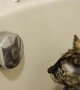 Cat Caught Checking Herself Out in the Mirror