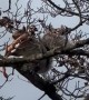 Jersey Squirrel eating Jersey Pizza