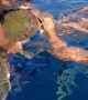 Cut and Free: Saving an Entangled Sea Turtle