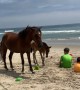 When Wild Horses Choose Your Family