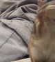 Pickpocket Chipmunk