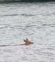 Unexpected Passerby While Fishing on Lake Winnipesaukee