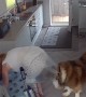 When Your Dog Thinks Cleaning Is a Team Sport