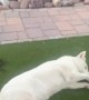 Trying to Warn My Husky About a Snake