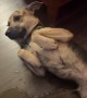 Rescue Puppy Caught Being Bizarre