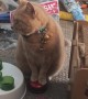 Cat Demands "Treaties" With Talking Button