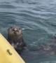 Otter Invites Himself on Newlywed's Honeymoon Kayak