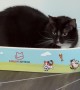 Cat Is Completely Unimpressed With New Toy