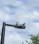 Man Has Beef With Bird