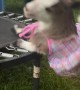 Baby Goat: 0 Mini Trampoline: 1