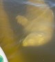 Playful Beluga Whales Swim Up to Paddleboarders