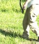 Man Saves Hawk From Snake
