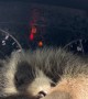 "Dash Panda" Tuckered Out