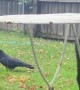 Blind Cat With Cerebellar Hypoplasia Makes Friends With a Raven