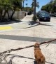Good Boy Finds the Biggest Stick
