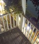 Jimothy the Famous Raccoon With Short Spine Syndrome Spotted on Seattle Balcony