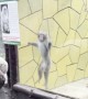 Monkeys React to Backflipping Man