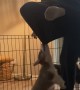 Corgi Puppy Wants to Hang Out With Mom