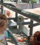 Little Girl Learns Why You Don't Mess With Alpaca