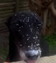 Sneaky Cream Thief Caught in the Act